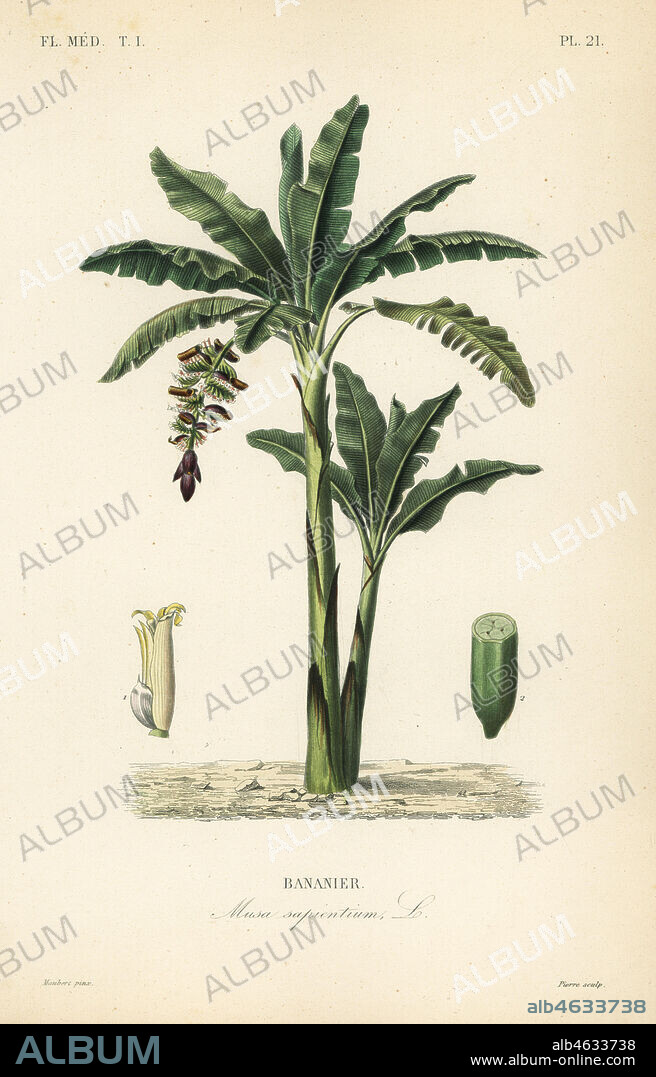 Banana tree, Musa paradisiaca, Musa sapientium, Bananier. Handcoloured steel engraving by Pierre after a botanical illustration by Edouard Maubert from Pierre Oscar Reveil, A. Dupuis, Fr. Gerard and Francois Herincqs La Regne Vegetal: Flore Medicale, L. Guerin, Paris, 1864-1871.