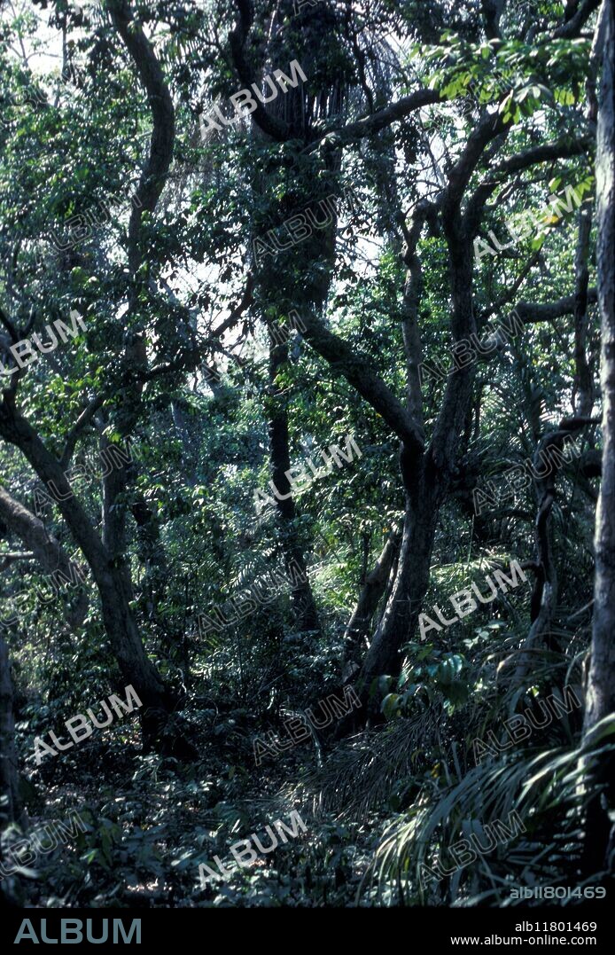 The Gambia - Abuko Nature Reserve . Tropical riverine forest .
