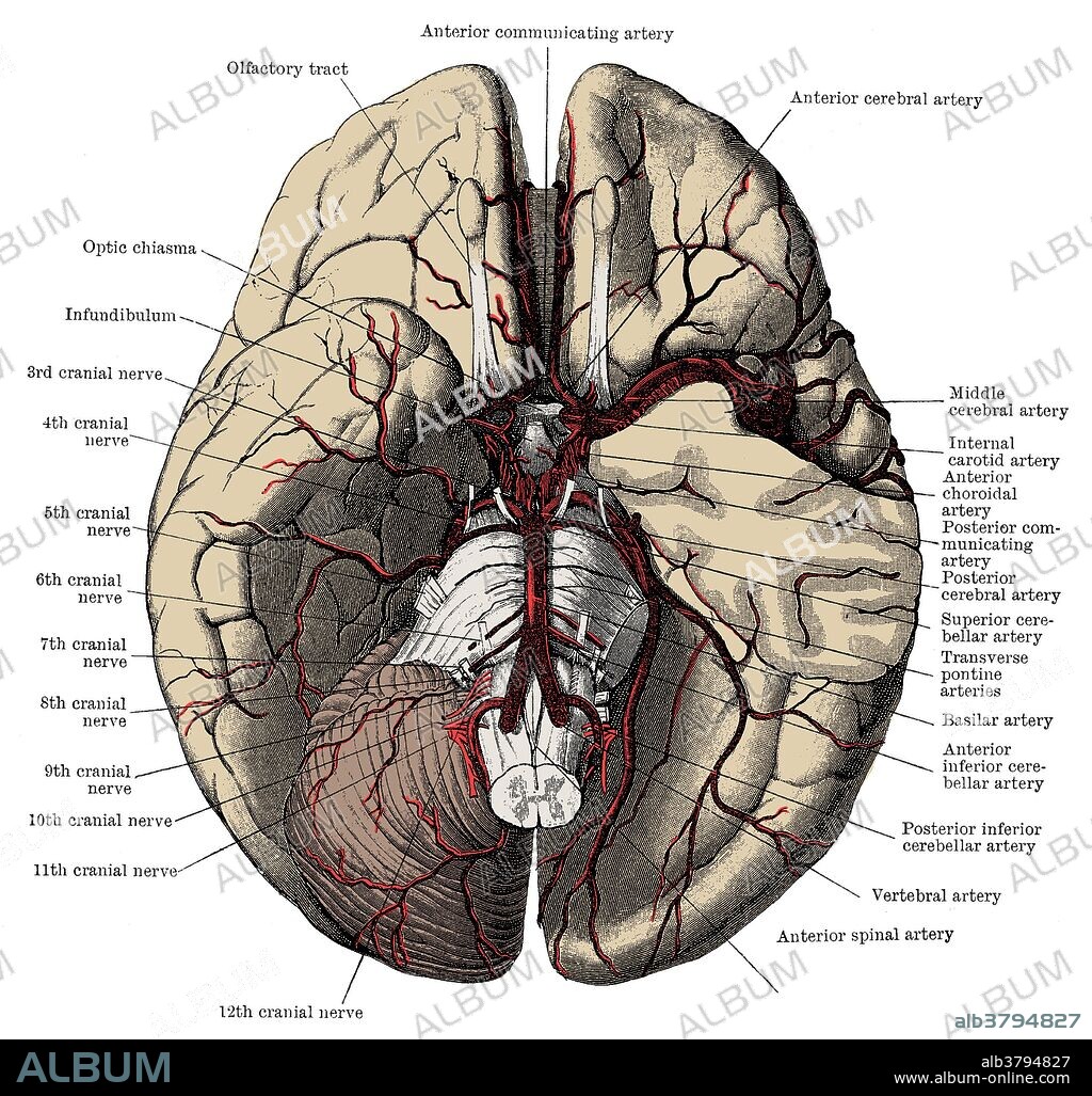 Arteries of the base of the brain, including the "Circle of Willis". This illustration includes labeled anatomy of the brain.
