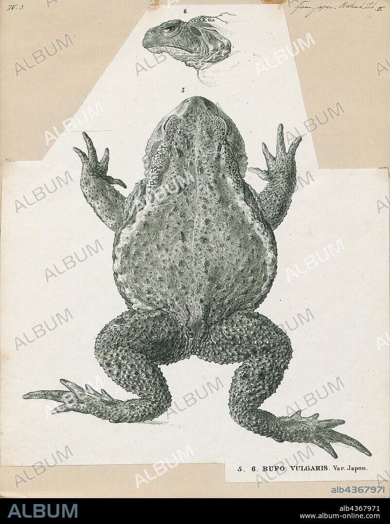 Bufo vulgaris, Print, Bufo is a large genus of about 150 species of true toads in the amphibian family Bufonidae., 1700-1880.
