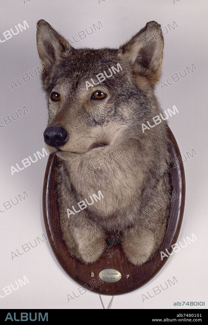 TROFEO DE LOBO DE D.ALFONSO DE BORBON-CAZADO EN LA FINCA LA TOLEDANA EL 5/12/1946.