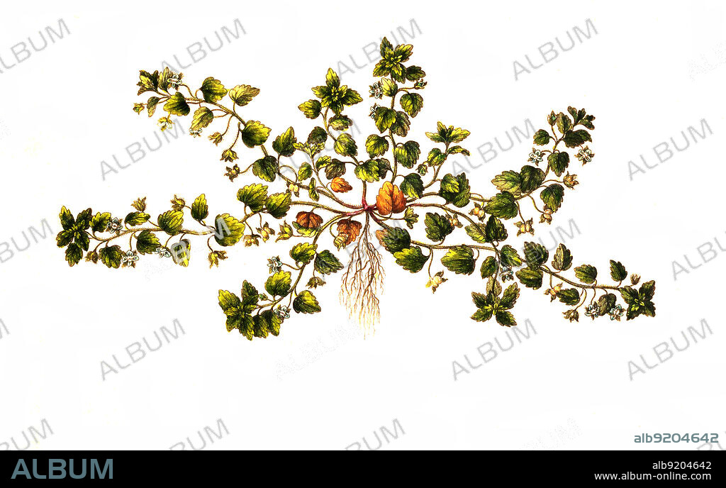 Acker-Ehrenpreis, Veronica agrestis, ist eine Pflanzenart aus der Gattung Ehrenpreis / Veronica agrestis, commonly known as green field-speedwell, is a flowering plant belonging to the family Plantaginaceae.
