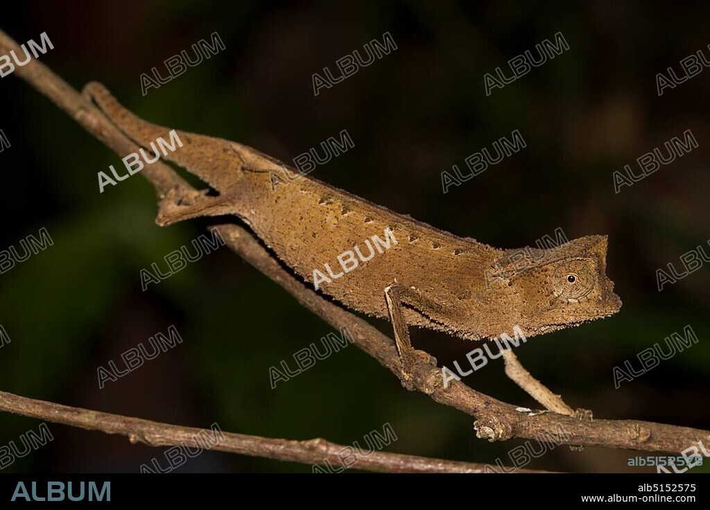 Marojejy leaf chameleon (Brookesia griveaudi) in the rainforest of Marojejy National Park, northeast of Madagascar, Madagascar, Africa.