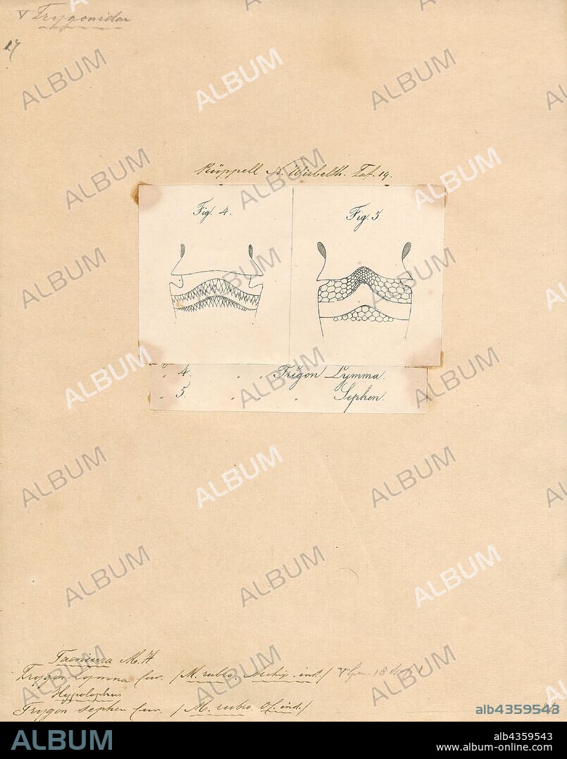 Trygon sephen, Print, Dasyatis, is a genus of stingray in the family Dasyatidae that is native to the Atlantic, including the Mediterranean. In a 2016 taxonomic revision, many of the species formerly assigned to Dasyatis were reassigned to other genera (Bathytoshia, Fontitrygon, Hemitrygon, Hypanus, Megatrygon and Telatrygon)., detail.