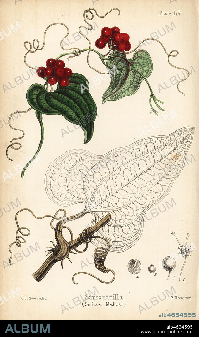 Sarsaparilla, Smilax aristolochiifolia (Smilax medica). Handcoloured lithograph by Charlotte Caroline Sowerby from Edward Hamilton's Flora Homeopathica, Bailliere, London, 1852.