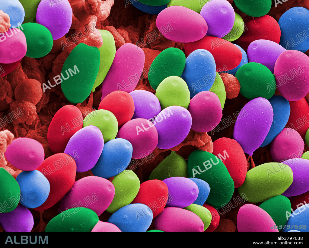 A colour-enhanced scanning electron microscope (SEM) image of Magic mushrooms (Psilocybe cubensis). These spores will grow into the fungus that is Psilocybe cubensis , or the magic mushroom. When ingested, this fungus causes euphoria, hallucinations and altered perception of time. Each spore of this strain is approximately 8 by 11 um. Magnification is x1400 when printed 10 cm wide.