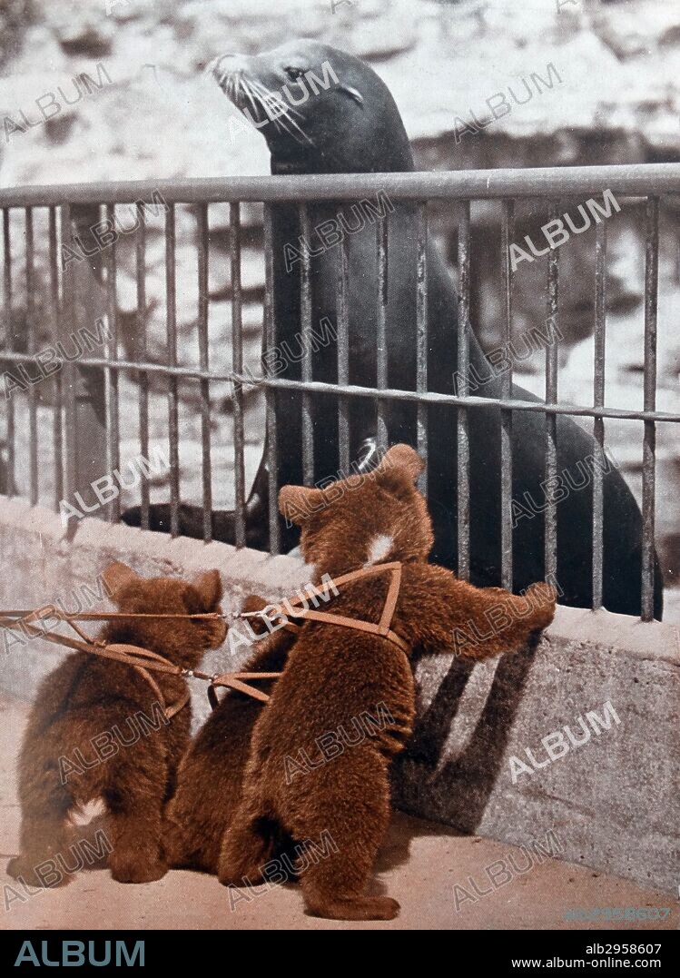 Brown Bear cubs and a Sea Lion at london Zoo, 1936.