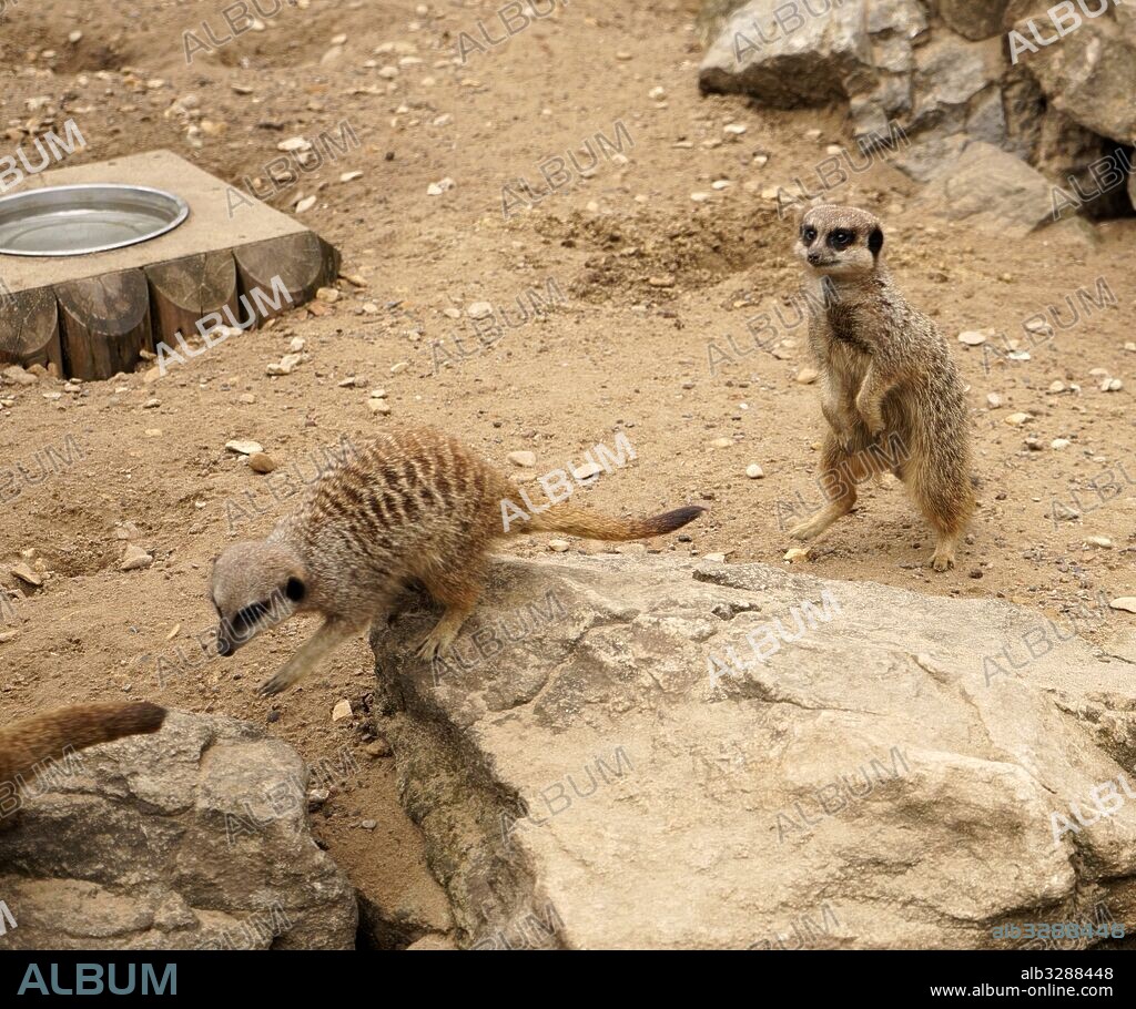 The meerkat or suricate (Suricata suricatta). A small carnivoran belonging to the mongoose family (Herpestidae). It is the only member of the genus Suricata. Meerkats live in all parts of the Kalahari Desert in Botswana, in much of the Namib Desert in Namibia and southwestern Angola, and in South Africa.