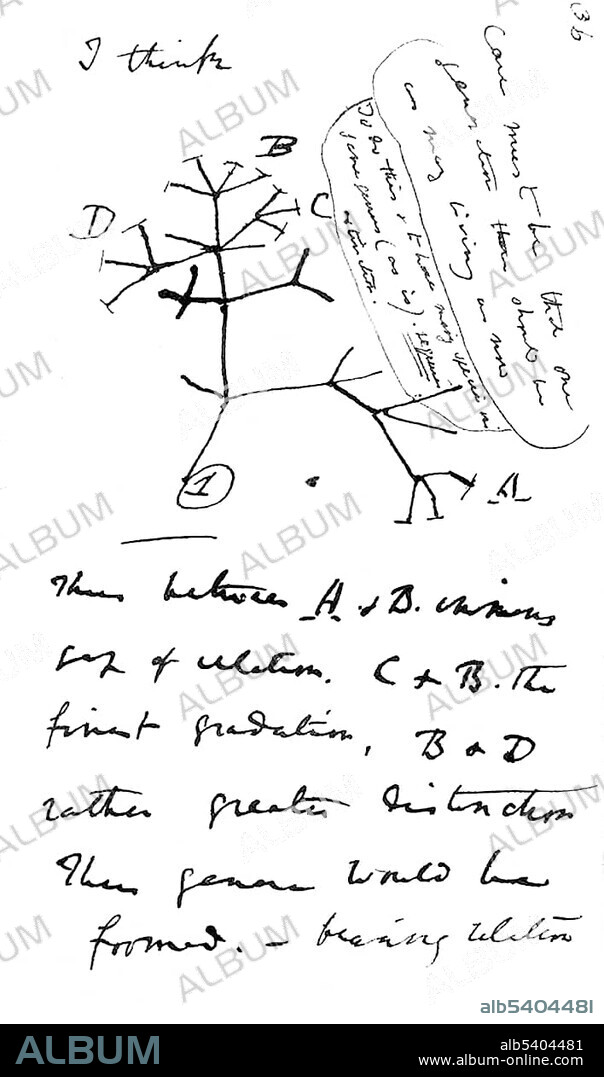 Drawing, Charles Darwins tree of life, first sketch of the evolutionary tree 1837, from the first journal about Transmutation of Species, shows the relations between the groups of organisms