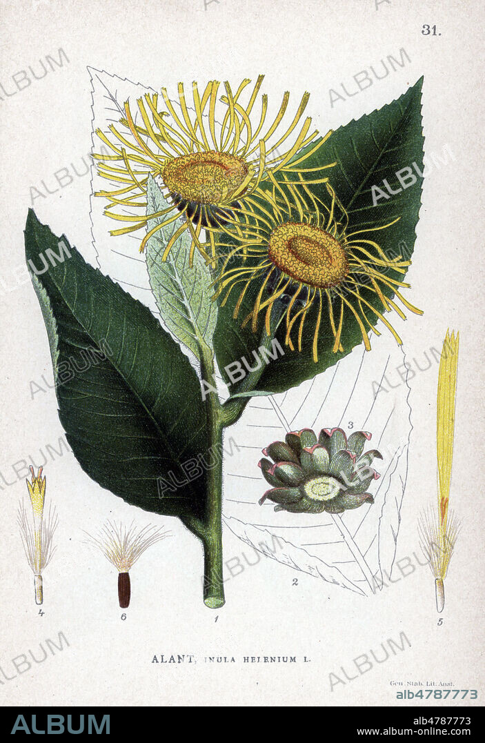 Grande Aunee, Inula helenium (appelee egalement Inule Aunee ou Oei-de-cheval), plante comestible (racines) et medicinale. Associee dans la symbolique chretienne a la guerison des peches, appellee helenium parceque qu'on raconte que Helene en tenait ds sa main qd elle fut enlevee par Paris. Chromolithographie in La FLORE des pays nordiques , 1905. les illustrations sont realisees a partir des oeuvres de Johan Wilhelm Palmstruch (1802-1843). Chromolithograph from Carl Lindman's "Bilder ur Nordens Flora" (Pictures of Northern Flora), Stockholm, Wahlstr¨m & Widstrand, 1905. Lindman (1856-1928) was Professor of Botany at the Swedish Museum of Natural History (Naturhistoriska Riksmuseet). The chromolithographs were based on Johan Wilhelm Palmstruch's "Svensk botanik" (1802-1843).