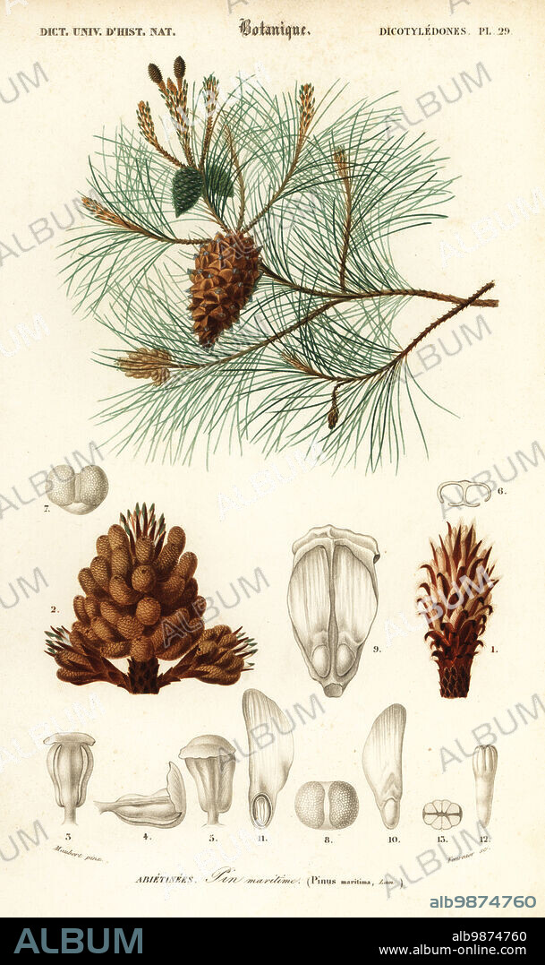 Maritime pine or cluster pine, Pinus pinaster. Pinus maritima. Pin maritime. Handcoloured steel engraving by Felicie Fournier after an illustration by Louis Joseph Edouard Maubert from Charles d'Orbigny's Dictionnaire Universel d'Histoire Naturelle (Universal Dictionary of Natural History), Paris, 1849.