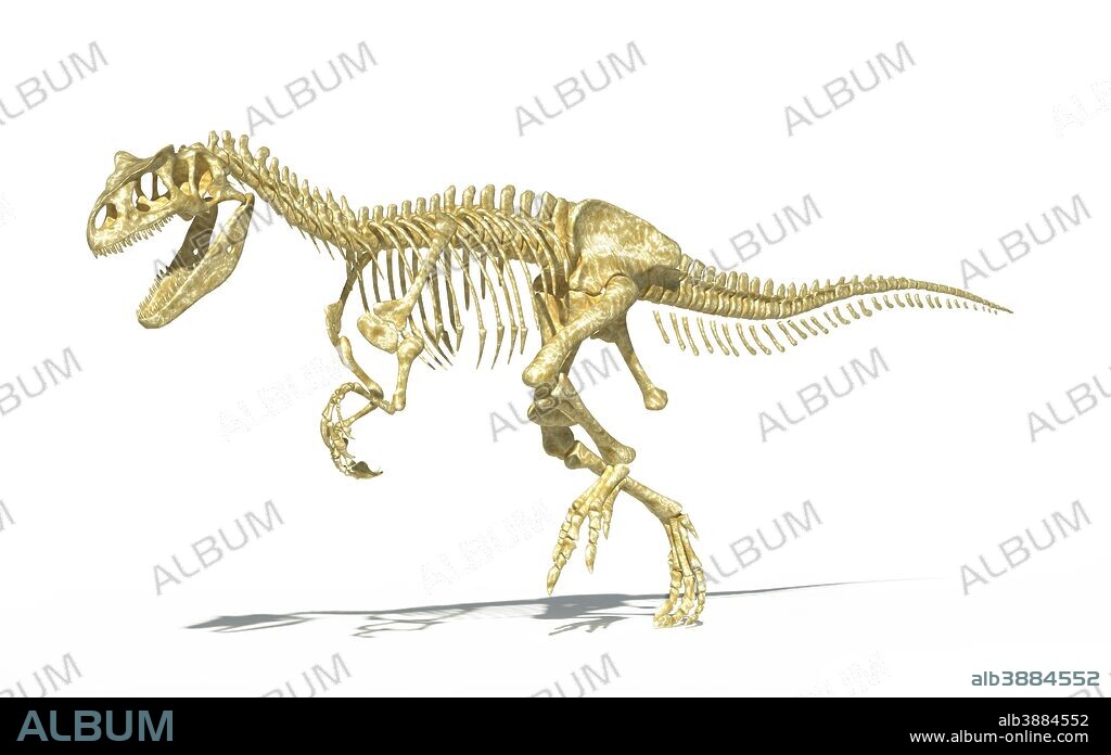 3D rendering of an Allosaurus dinosaur skeleton, side view. Allosaurs were large carnivorous reptiles that lived during the late Jurassic period.
