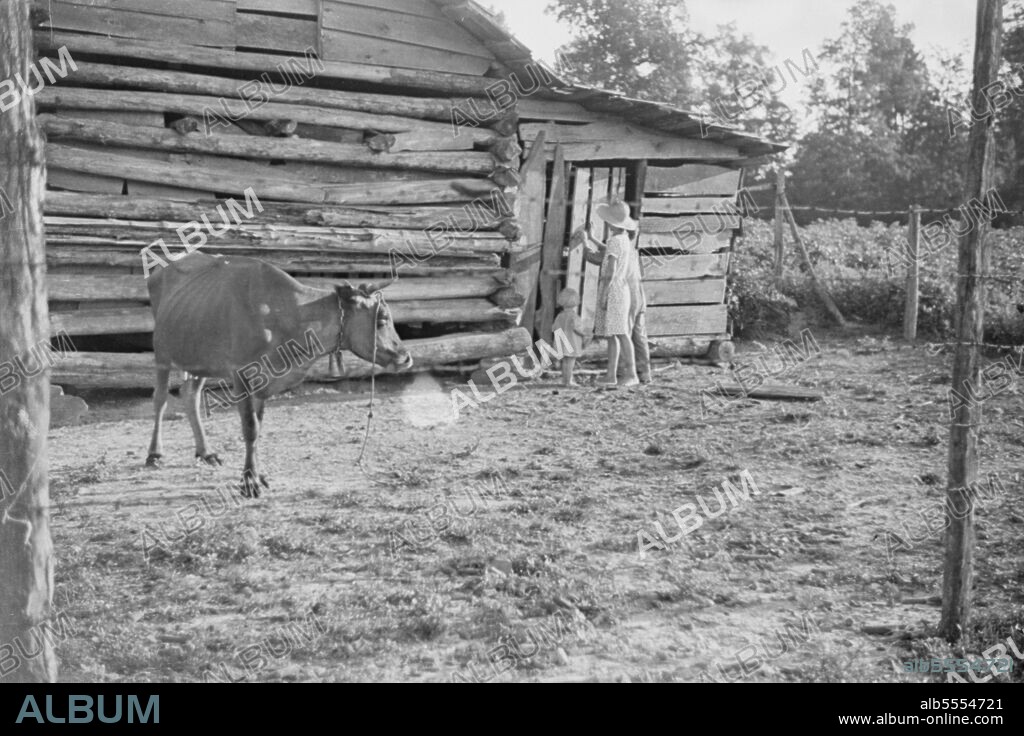 WALKER EVANS. Burroughs children and cow near the barn, Hale County, Alabama.