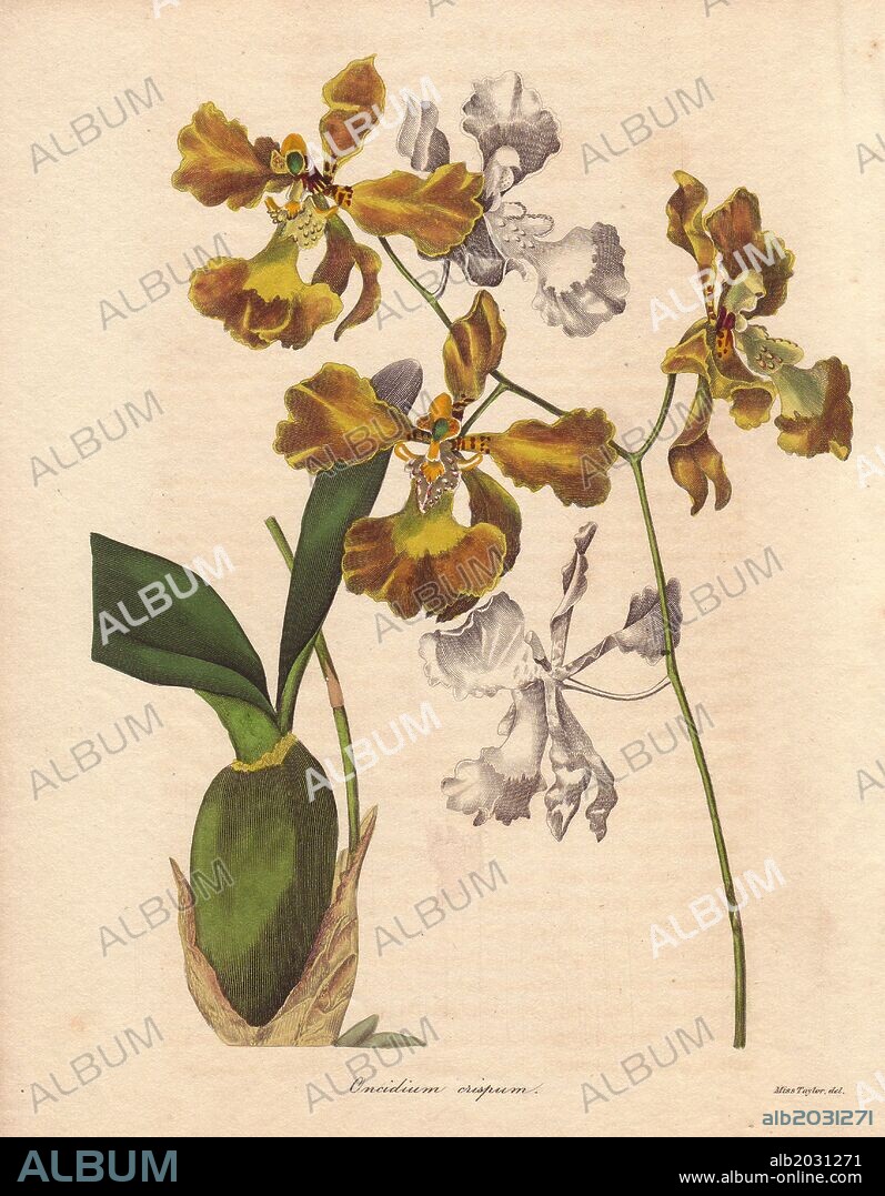 Oncidium crispum. . The oncidium crispum is an orchid native to Brazil, with distinctive dirty brown and yellow flowers. . . Miss Jane Taylor (active 1836~1842) was a painter of still lives and contributor of flower drawings to the Society of British Artists in London.. . Benjamin Maund's The Botanist was a five-volume series that introduced 250 new plants from 1836 to 1842. The series is notable for its many female artists: the plates were drawn by Maund's daughters Sarah and Eliza, Augusta Withers, Priscilla Bury, Jane Taylor, Miss R. Mills among others. The other characteristic is partial colouring - many of the finely detailed copperplate engravings are left with part of the flower and leaves uncoloured.
