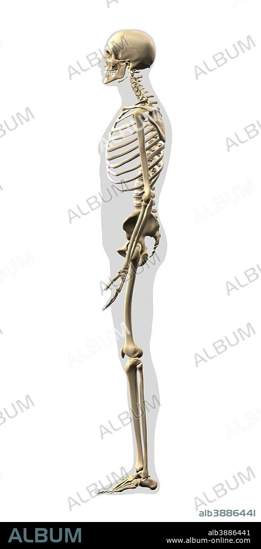 Human skeleton, side view on white background.