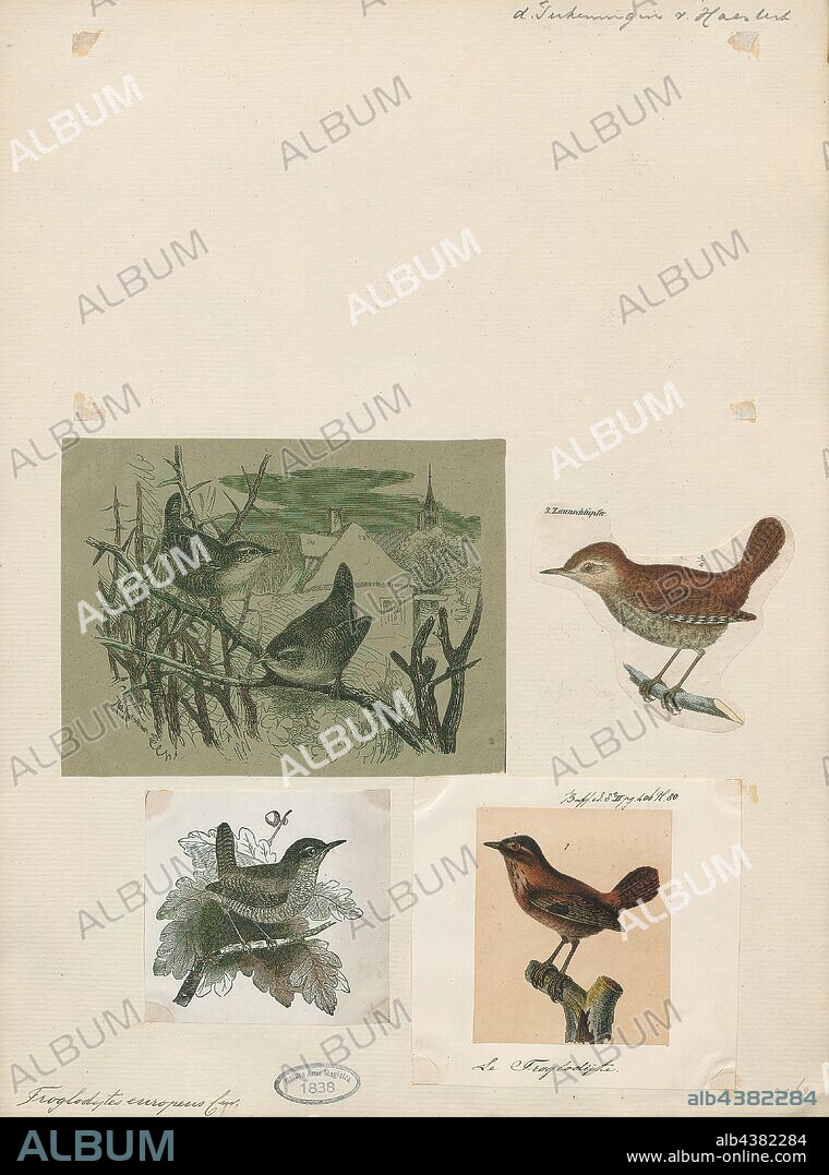 Troglodytes parvulus, Print, The Eurasian wren (Troglodytes troglodytes) is a very small bird, and the only member of the wren family Troglodytidae found in Eurasia and Africa (Maghreb). In Anglophone Europe, it is commonly known simply as the wren. It was once lumped with Troglodytes hiemalis of eastern North America and Troglodytes pacificus of western North America as the winter wren. The Eurasian wren occurs in Europe, a belt of Asia from northern Iran and Afghanistan across to Japan. It is migratory in only the northern parts of its range. It is also highly polygynous, an unusual mating system for passerines., 1700-1880.