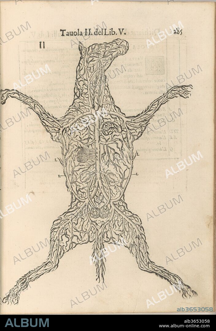 Anatomia del Cavallo. Infirmita del Cavallo. Author: Written by Carlo Ruini. Dimensions: Overall: 13 1/16 x 9 1/16 x 2 1/2 in. (33.1 x 23 x 6.4 cm). Printer: Printed by A. Bindoni il Giovane , Venice. Date: 1602.
