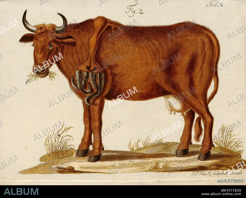 Bos domesticus, Print, Bos is the genus of wild and domestic cattle. Bos can be divided into four subgenera: Bos, Bibos, Novibos, and Poephagus, but these divisions are controversial. The genus has five extant species. However, this may rise to seven if the domesticated varieties are counted as separate species, and nine if the closely related genus Bison is also included. Most modern breeds of domesticated cattle are believed to have originated from the extinct aurochs., with abnormality.