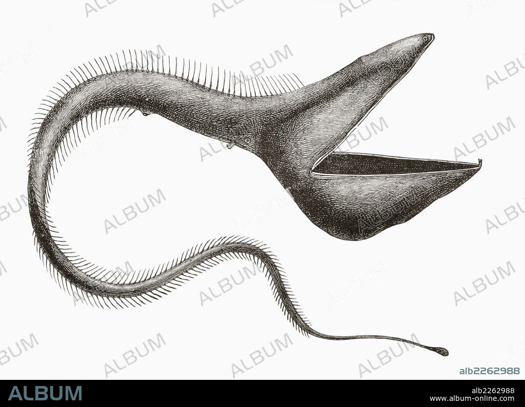 Pelican Eel Or Eurypharynx Pelecanoides.