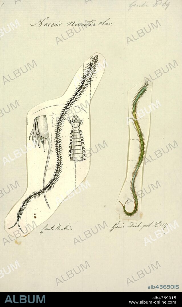 Nereis nuntia, Print, Nereis is a genus of polychaete worms in the family Nereididae. It comprises many species, most of which are marine. Nereis possess setae and parapodia for locomotion. They may have two types of setae, which are found on the parapodia. Acicular setae provide support. Locomotor chaetae are for crawling, and are the bristles that are visible on the exterior of the Polychaeta. They are cylindrical in shape, found not only in sandy areas, and they are adapted to burrow. They often cling to seagrass (posidonia) or other grass on rocks and sometimes gather in large groups. They are dangerous to touch giving very painful long lasting burns... In Maltese they are called BUSUF.