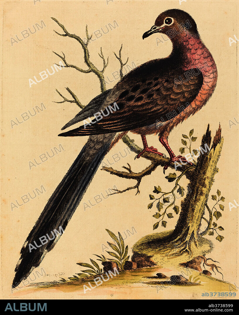 GEORGE EDWARDS. Fedoa Americana pectore ruso. Dated: 1740. Dimensions: plate: 23.5 x 18.6 cm (9 1/4 x 7 5/16 in.)  sheet: 27.1 x 21 cm (10 11/16 x 8 1/4 in.). Medium: hand-colored etching on laid paper.