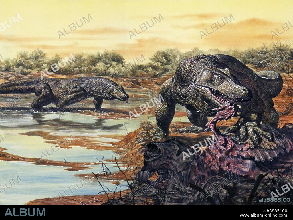Megalania (giant monitor lizard) eating his prey, Pleistocene Epoch, Australia.
