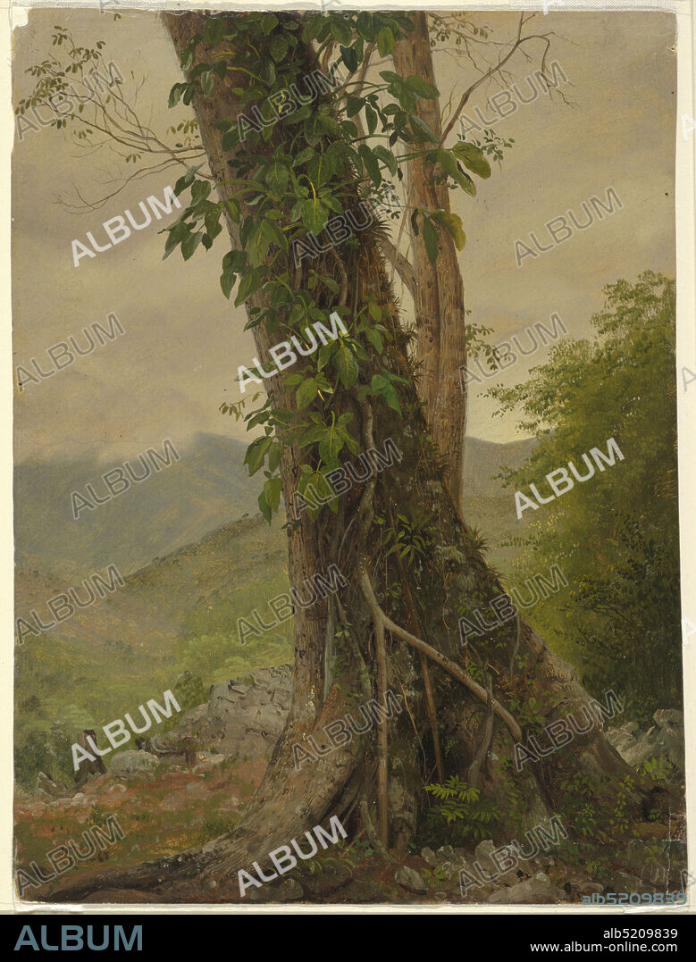 Tree with Vines, Jamaica, West Indies, Frederic Edwin Church, American, 18261900, Brush and oil paint on paperboard, The lower parts of two trees and of a climbing plant are shown in the foreground against a hilly, wooded background., Verso: Rough graphite sketches of trees., USA, May 1865, nature studies, Drawing, Drawing.