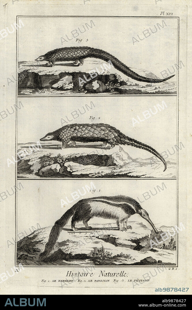 Giant anteater, Myrmecophaga tridactyla, endangered giant pangolin, Smutsia gigantea, and long-tailed pangolin, Phataginus tetradactyla. Le fourmilier, le pangolin, le phatagin. Copperplate engraving by G.D. after Francois-Nicolas Martinet from Denis Diderot and Jean le Rond dAlemberts Encyclopedie, Histoire Naturelle (Encyclopedia: Natural History), Livourne, 1774. Francois-Nicolas Martinet (1731-1800) was a French draftsman and engraver.