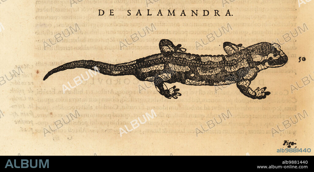 Species of salamander, possibly the fire salamander, Salamandra salamandra. De Quadrup. oviparis, de Salamandra. Woodcut engraving after an illustration by Lucas Schan and Conrad Gessner from Conrad Gessners Historiae Animalium, De Quadrupedibus Oviparis, (Natural history of animals: oviparous quadrupeds), Frankfurt, Wechel for Cambier, 1586.