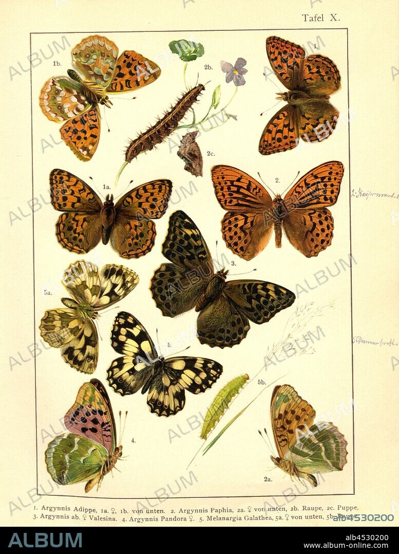 Butterflies, caterpillars and pupae in Central Europe 6, Argynnis, Adippe, Argynnis Paphia, Argynnis ab, Argynnis Pandora, Melanargia Galathea, Plate X, to p. 36, Deuchert, Heinrich (del. ad. nat.); Slocombe, A. (del. ad nat.), 1893, Max Korb; Heinrich Deuchert; A. Slocombe: Die Schmetterlinge Mittel-Europas: Darstellung und Beschreibung der hauptsächlichen mitteleuropäischen Schmetterlinge nebst Anleitung, dieselben zu fangen oder zu züchten und eine Sammlung anzulegen. Nürnberg: Theo. Stroeser's Kunstverlag, [1893].