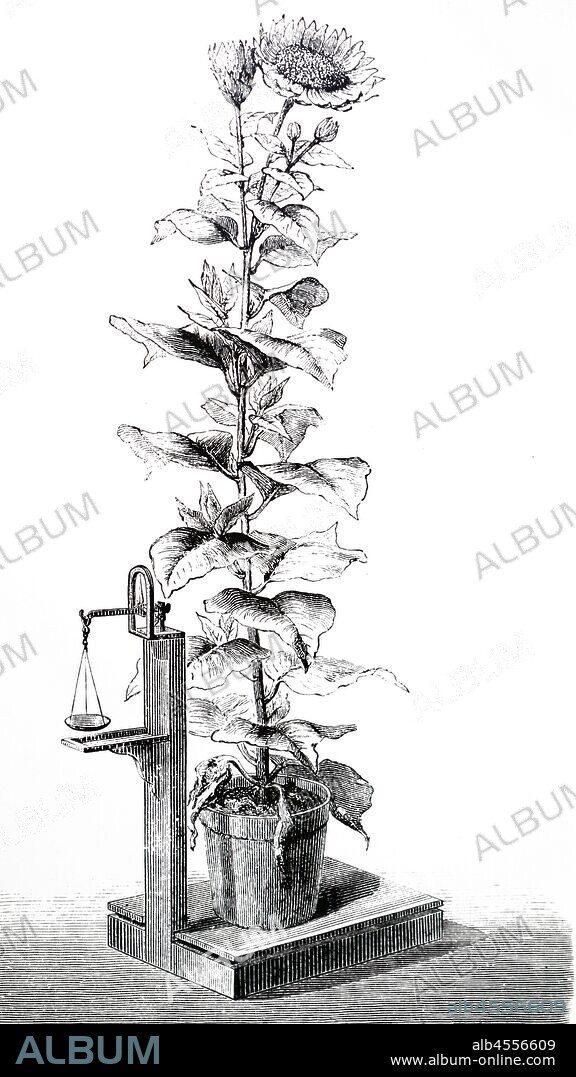 An engraving depicting Transpiration of plants: Stephen Hales' (1677-1761) experiment, designed to measure the rate of transpiration in a Sunflower. From: F.A. Pouchet The Universe, London 1874.