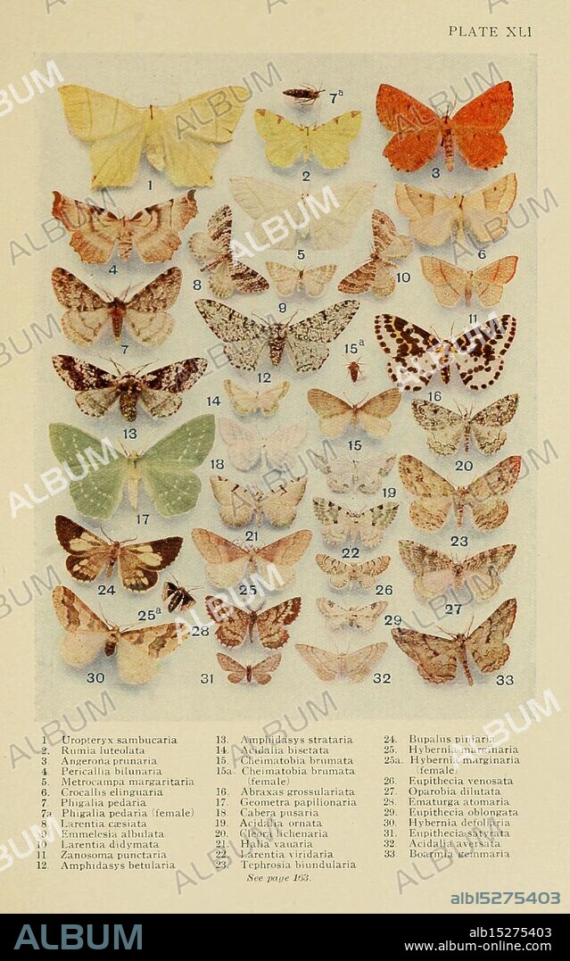 Insect life London, A. & C. Black, ltd, 1921, Arthropoda, Entomology, libraries, Ematurga atomaria, Biston betularia, Ourapteryx sambucaria, Crocallis elinguaria, Idaea aversata, Selenia dentaria, Cyclophora punctaria, Idaea biselata, Cabera pusaria, Geometra papilionaria, Eupithecia centaureata, Erannis defoliaria, Opisthograptis luteolata, Epirrita dilutata, Boarmia, Laboratory manuals, Scopula ornata, Operophtera brumata, Abraxas grossulariata, Perizoma albulata, Biston strataria, Agriopis marginaria, Angerona prunaria, Campaea margaritaria, Entephria caesiata, Perizoma didymata, Bupalus piniaria, Phigalia pedaria, Cleorodes lichenaria, Itame vauaria, Ectropis biundularia, Eupithecia venosata, Eupithecia satyrata, Arthropod, This illustration features a collection of various butterfly species, organized into a grid format. The butterflies are numbered from 1 to 34, with distinct color patterns and wing shapes highlighted throughout. Each specimen showcases unique markings and hues, ranging from vibrant oranges and yellows to muted browns and creams. The detailed labeling provides insights into the scientific classification of each species, offering a clear reference for entomologists and butterfly enthusiasts alike. The arrangement emphasizes the diversity and beauty of these insects, presenting them as a fascinating study of nature's artistry.