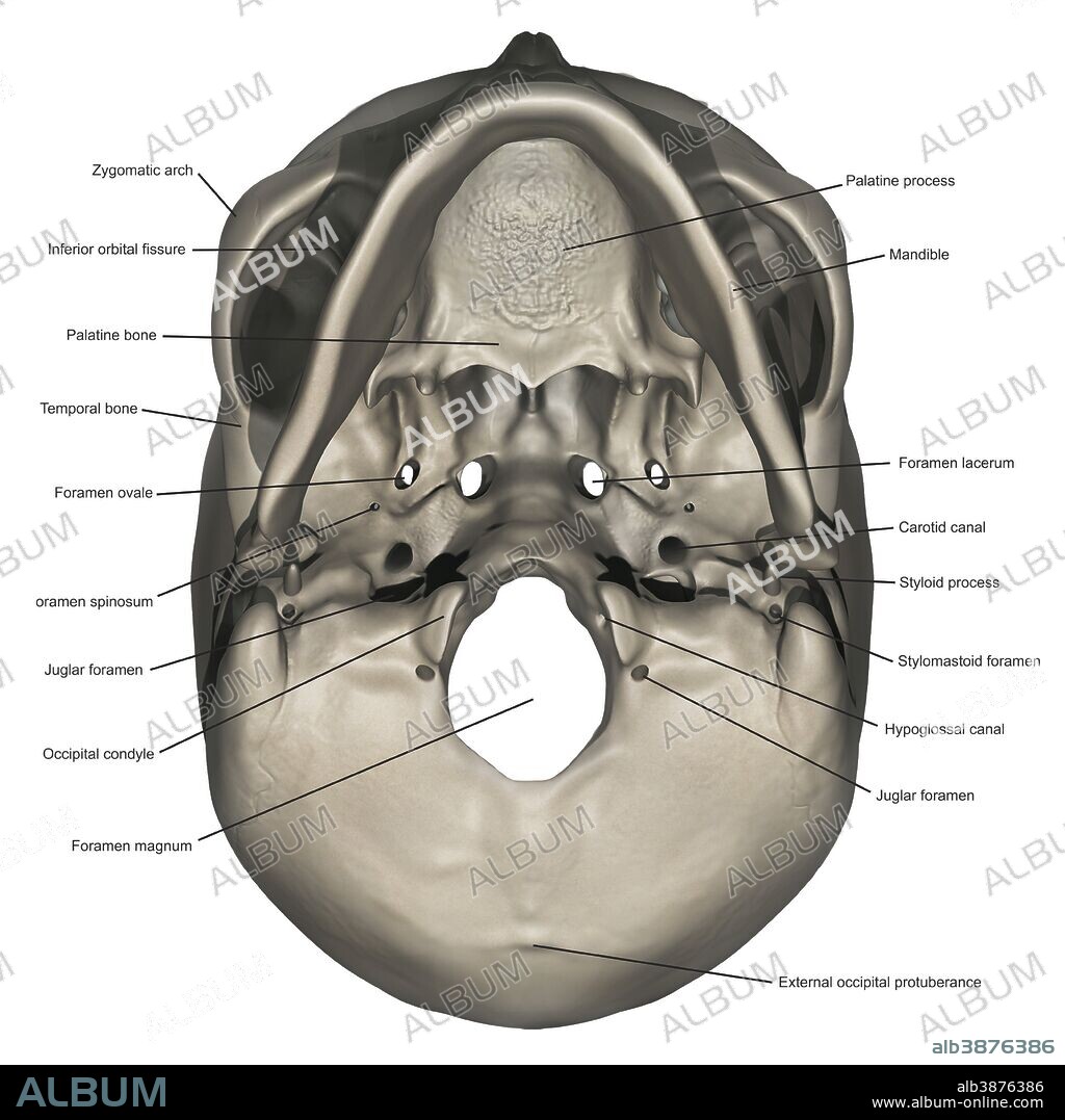 Inferior view of human skull anatomy with annotations.