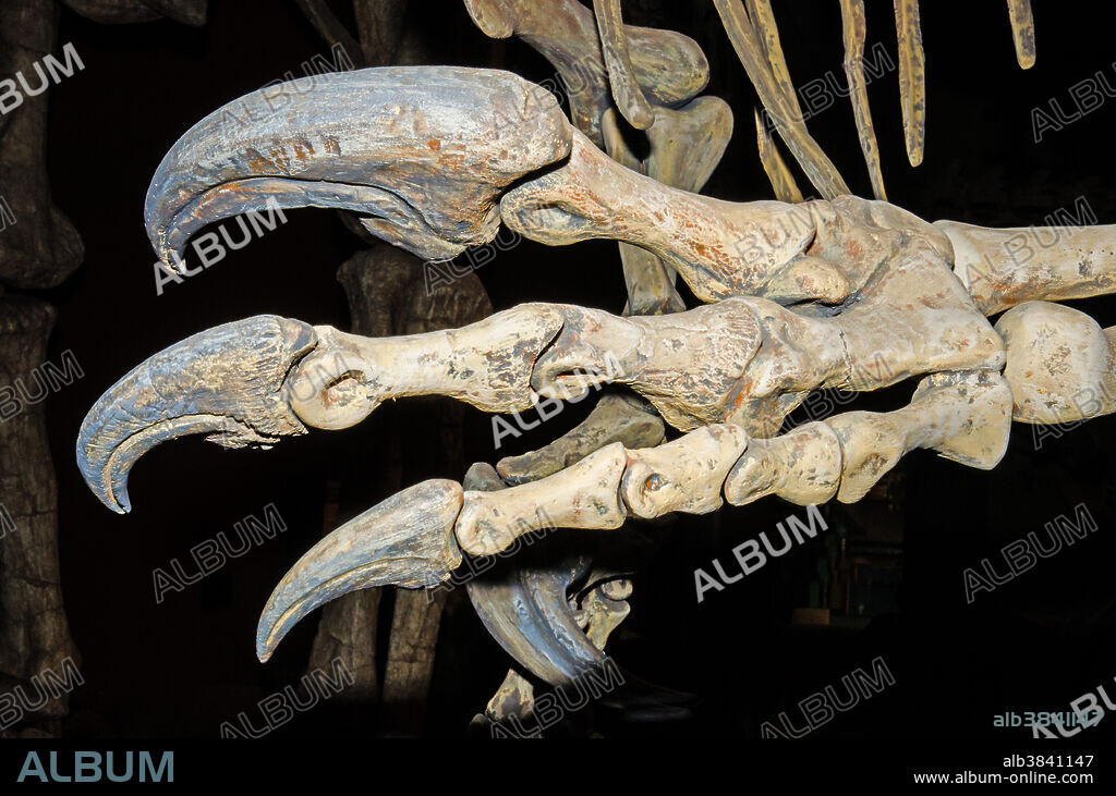 Saurophaganax claw fossil (Saurophaganax Maximus).