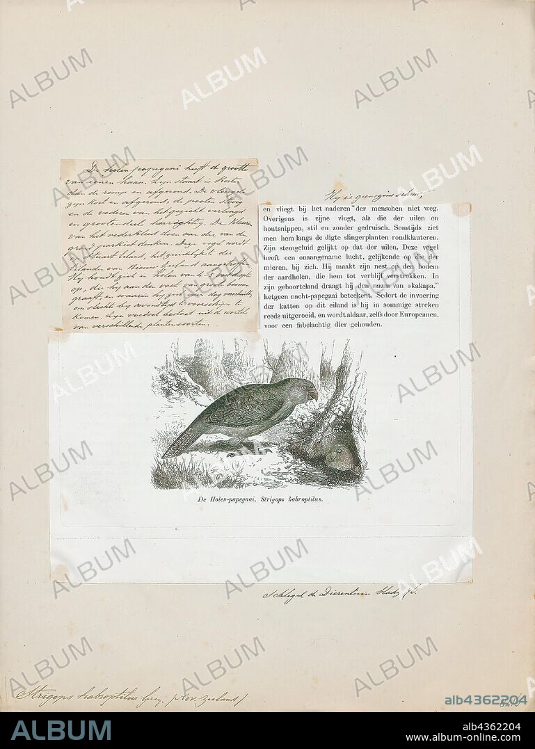 Strigops habroptilus, Print, The kakapo (Maori: kakapo, meaning night parrot), also called owl parrot (Strigops habroptilus), is a species of large, flightless, nocturnal, ground-dwelling parrot of the super-family Strigopoidea, endemic to New Zealand., 1872.