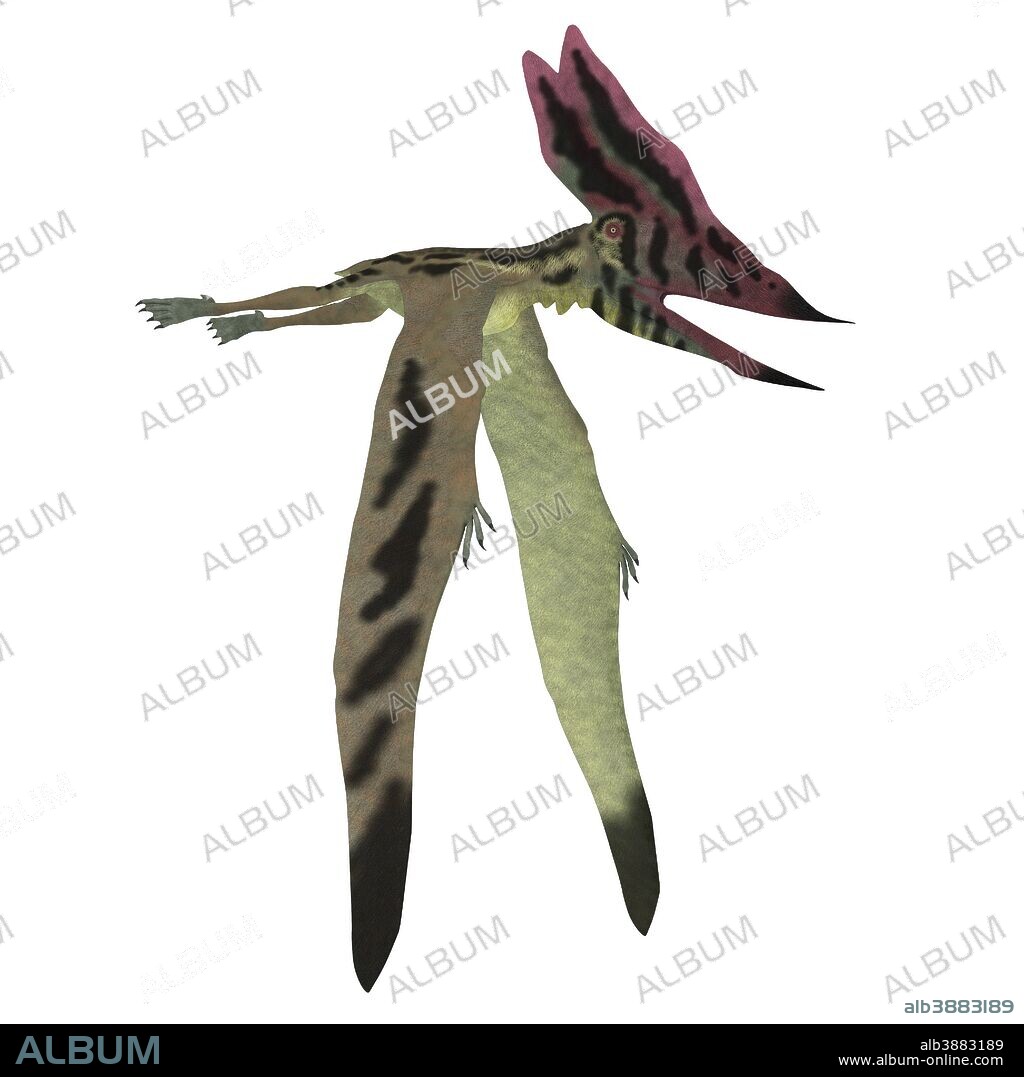 Thalassodromeus pterosaur on white background. Thalassodromeus was a carnivorous pterosaur that lived in Brazil during the Cretaceous Period.