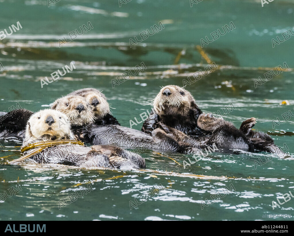 A raft of sea otters, Enhydra lutris, grooming their fur in kelp in the Inian Islands, Southeast Alaska, United States of America.