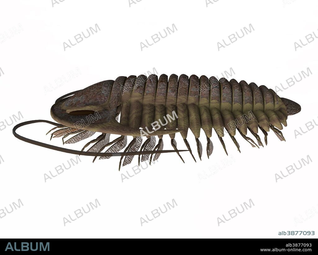 Ptychoparia trilobite animal found in the Cambrian seas of Eurasia and North America.