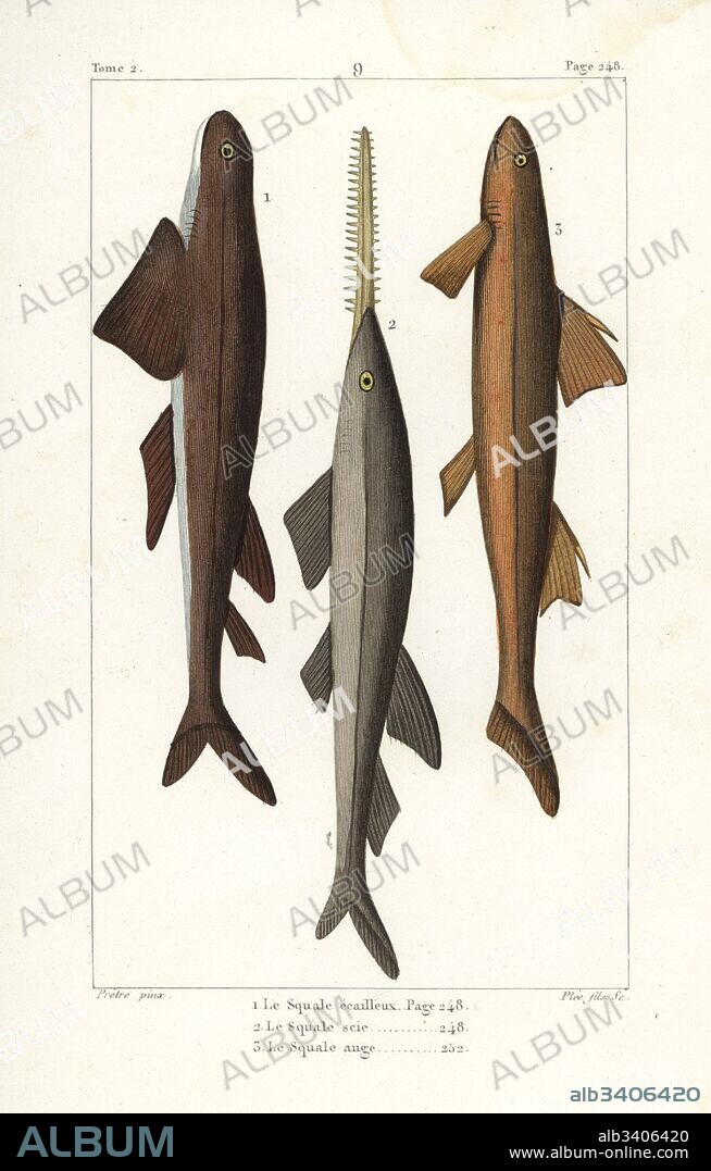 Leafscale gulper shark, Centrophorus squamosus (vulnerable), sawfish, Pristiophorus cirratus (endangered), and angel shark, Squatina squatina (critically endangered). Handcoloured copperplate engraving by Plee after an illustration by Jean-Gabriel Pretre from Bernard Germain de Lacepede's Natural History of Oviparous Quadrupeds, Snakes, Fish and Cetaceans, Eymery, Paris, 1825.