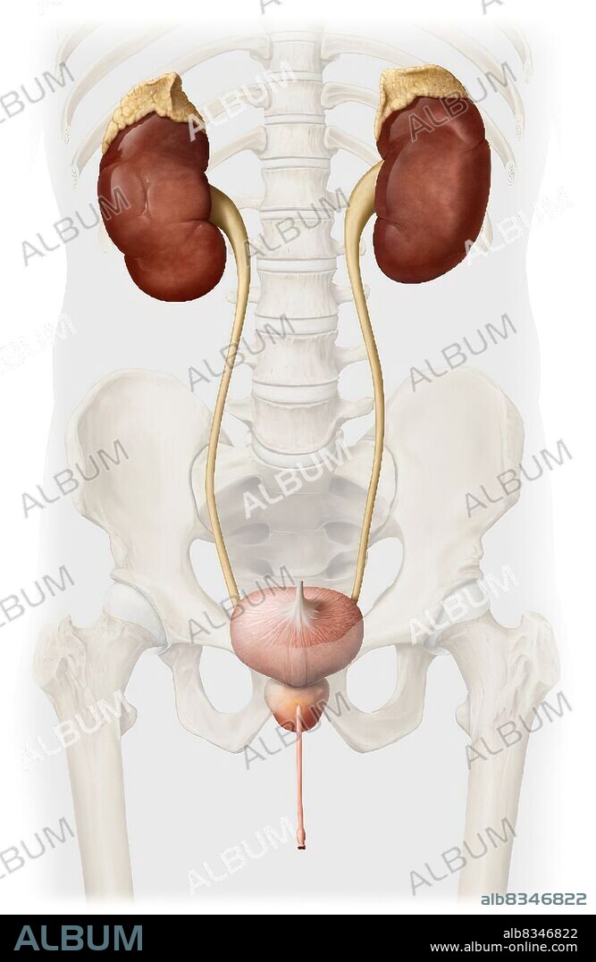 This image shows the urinary system of a man, which includes the adrenal gland, the kidneys, the urinary bladder, the ureter, the prostate and the urethra.