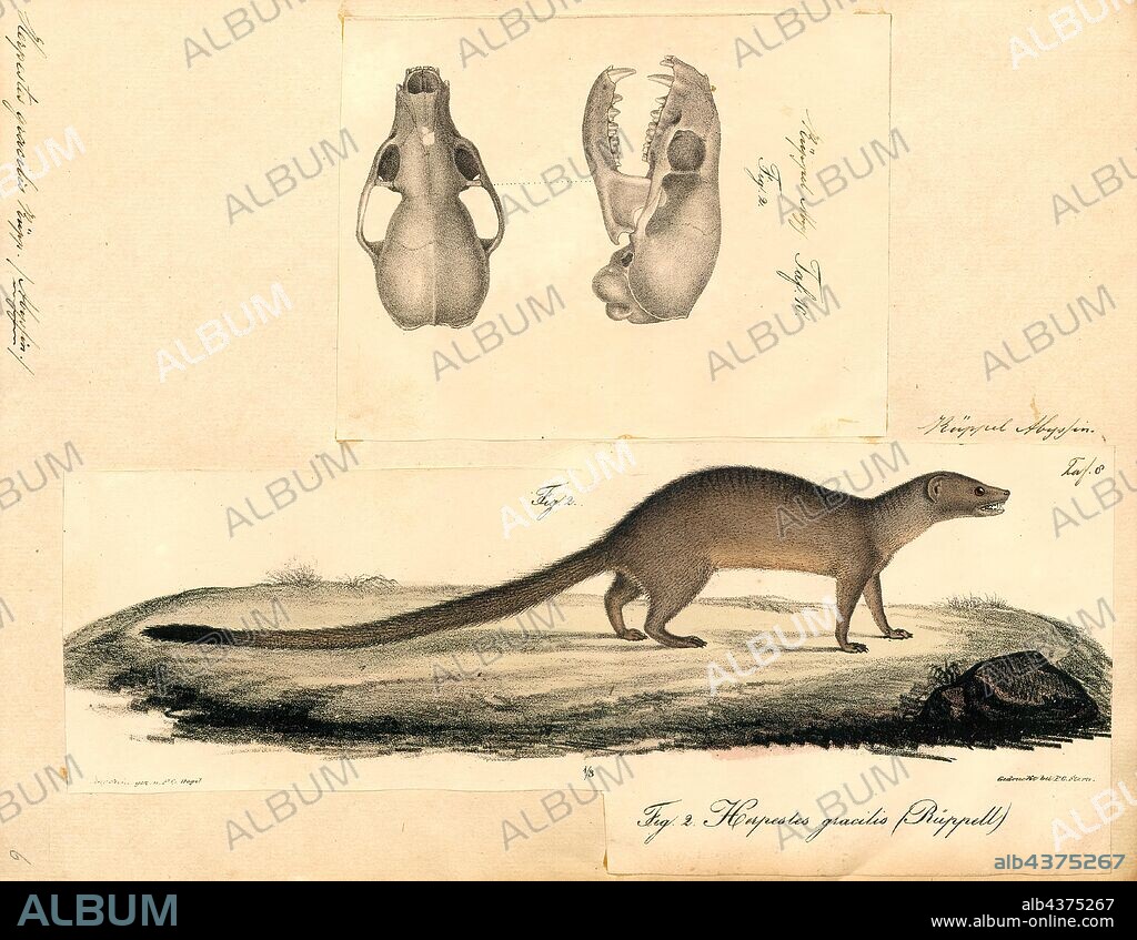 Herpestes gracilis, Print, Herpestes is a genus of the mongoose family (Herpestidae). It is the type genus of the family. It contains the following ten species, with a number of subspecies, 1700-1880.