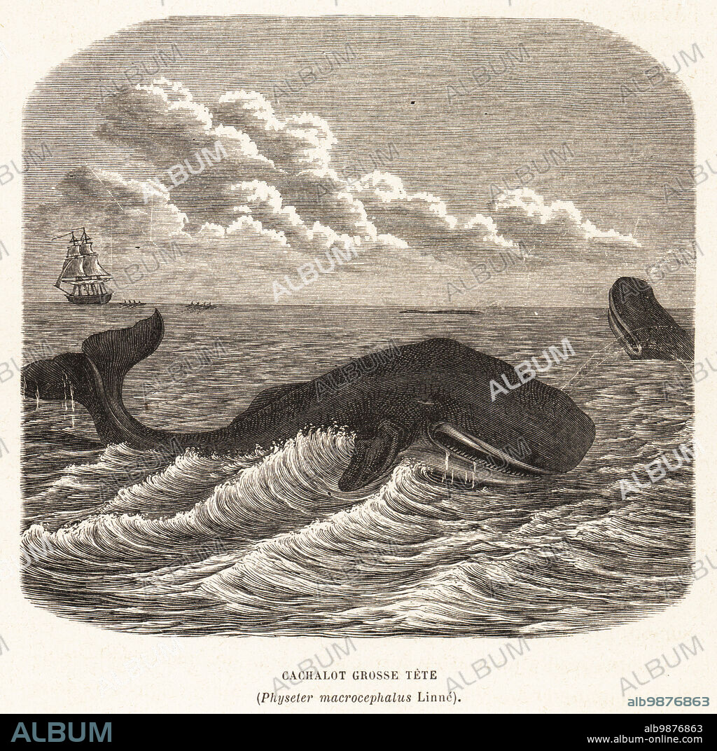 Sperm whale or cachalot Physeter macrocephalus. A whaler hunting