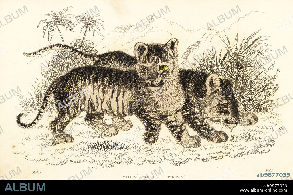 Young mixed breed cubs, hybrid lion and tiger cubs, liger or tigon, Panthera leo and Panthera tigris. Handcoloured steel engraving by Joseph Kidd after an illustration by Alexander Forbes from William Rhinds The Miscellany of Natural History: Feline Species, edited by Sir Thomas Dick Lauder, Fraser & Co., Edinburgh, Scotland, 1834.