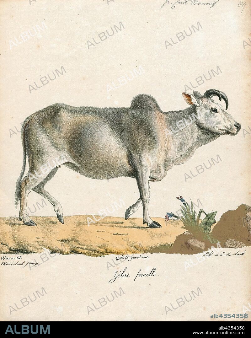 Bos indicus, Print, A zebu, sometimes known as indicine cattle or humped cattle, is a species or subspecies of domestic cattle originating in South Asia. Zebu are characterised by a fatty hump on their shoulders, a large dewlap, and sometimes drooping ears. They are well adapted to withstanding high temperatures, and are farmed throughout the tropical countries, both as pure zebu and as hybrids with taurine cattle, the other main type of domestic cattle. Zebu are used as draught and riding animals, dairy cattle, and beef cattle, as well as for byproducts such as hides and dung for fuel and manure. Zebu, namely miniature zebu, are kept as companion animals. In 1999, researchers at Texas A&M University successfully cloned a zebu., 1700-1880.