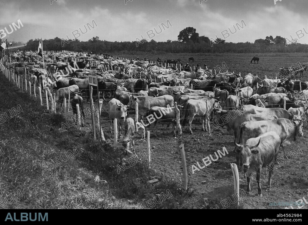 Italy, Calabria, piana di sibari, an exhibition of cattle, 1930.