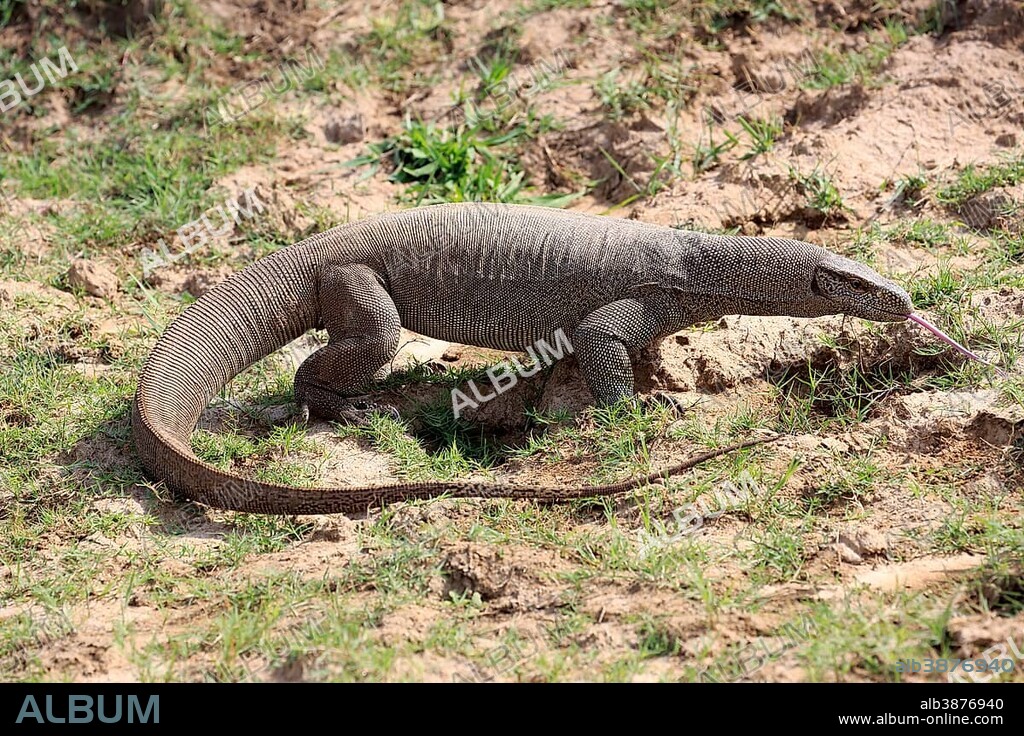 Bengal monitor or common Indian monitor (Varanus bengalensis), adult, foraging, flickering tongue, Udawalawe National Park, Sri Lanka
