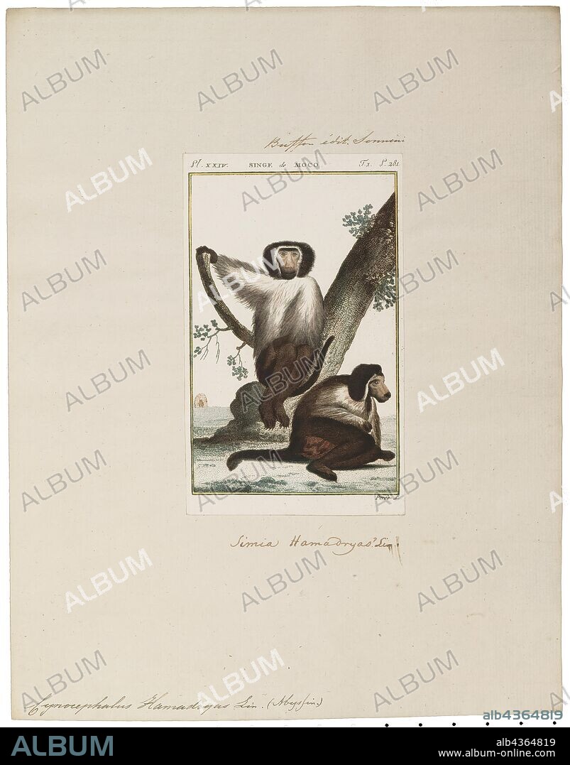 Cynocephalus hamadryas, Print, The Philippine flying lemur or Philippine colugo (Cynocephalus volans), known locally as kagwang, is one of two species of colugo or "flying lemurs". It is monotypic of its genus. Although called a flying lemur, it cannot fly and is not a lemur. Instead, it glides as it leaps among trees., 1798-1803.