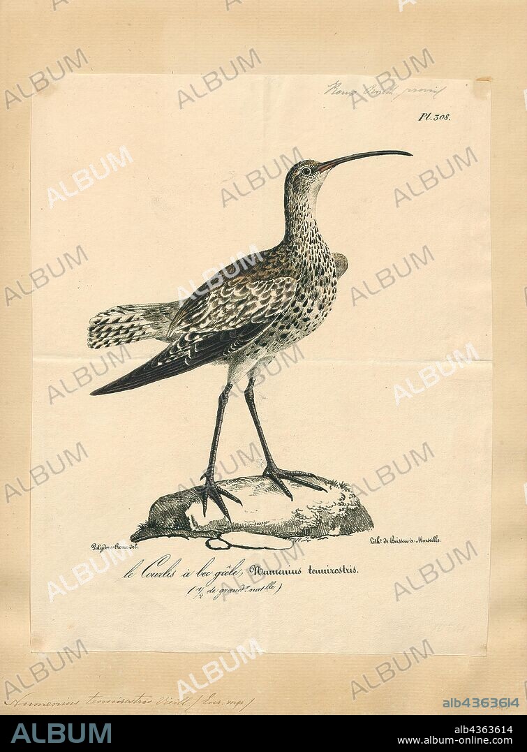 Numenius tenuirostris, Print, The slender-billed curlew (Numenius tenuirostris) is a bird in the wader family Scolopacidae. It breeds in marshes and peat bogs in the taiga of Siberia, and is migratory, formerly wintering in shallow freshwater habitats around the Mediterranean. This species has occurred as a vagrant in western Europe, the Canary Islands, the Azores, Oman, Canada and Japan., 1825-1830.