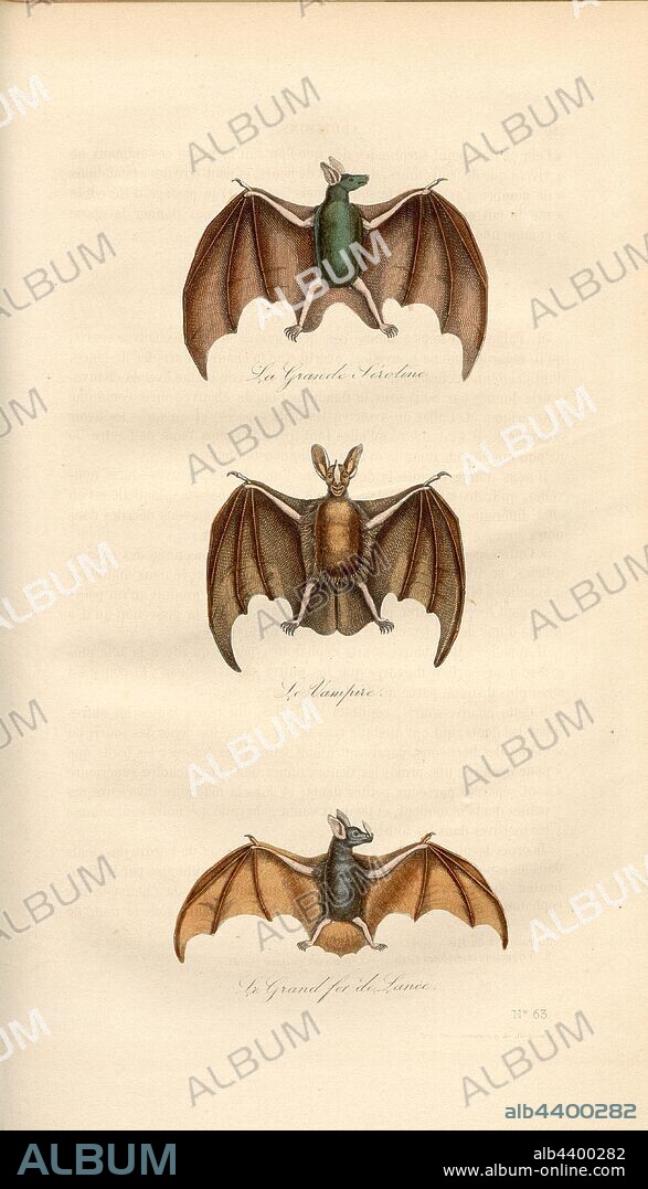 The Great Serotin, The Vampire, The Great Iron Launched, Bats, Fig. 12, no. 63, to p. 250, Adam, Victor (del.), 1855, Georges Louis Le Clerc de Buffon, Pierre Flourens: Oeuvres complètes de Buffon avec la nomenclature Linnéenne et la classification de Cuvier. Tome 4. Paris: Garnier frères, [1855].
