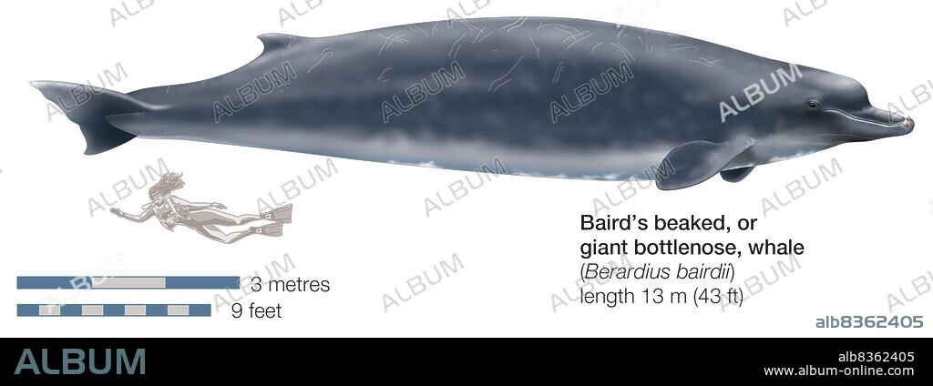 Baird's beaked whale (Berardius bairdii).